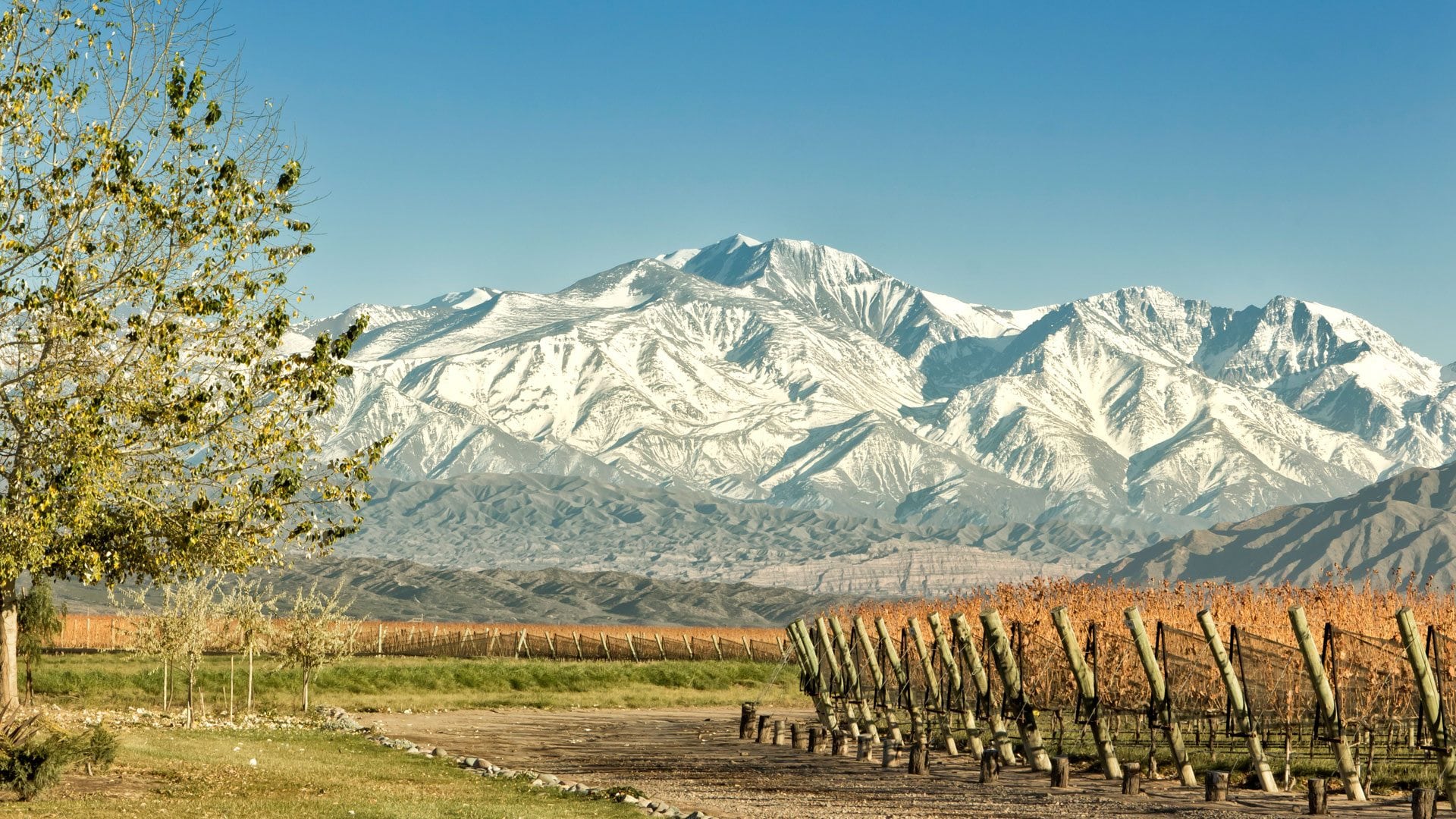 Argentina: Mendoza | UNC Kenan-Flagler Business School